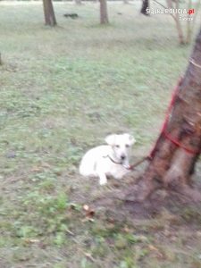 Pies przywiązany do drzewa w Zabrzu