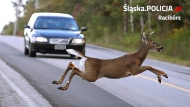 UWAGA! Dzikie zwierzęta na drodze! Mogę pojawić się także w środku dnia [JAK SIĘ ZACHOWAĆ?]