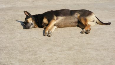 Rybnik: SZOK! Poderżnął psu gardło i porzucił w lesie