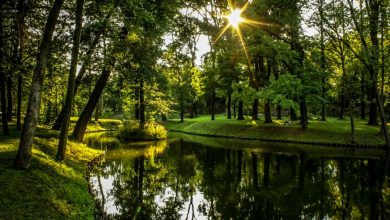 Gliwice walczą z kleszczami! Rozpoczęły się opryski w pobliżu parków i zieleńców