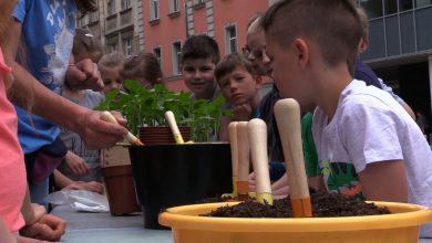 Katowice pełne słoneczników! Ruszyła akcja Fundacji Arka