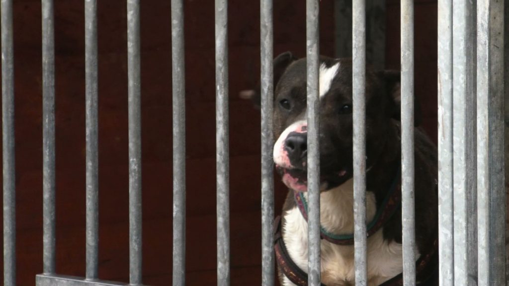 Za psa bez smyczy i kagańca surowe kary! Nowe prawo opracowuje Ministerstwo Sprawiedliwości