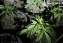 Kolejne uderzenie w narkobiznes. Trzy plantacje zlikwidowane w województwie śląskim (fot.policja)