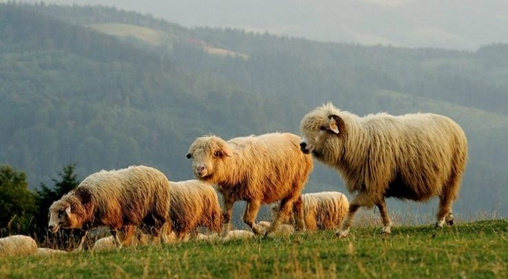 Pół miliona na owce w woj.śląskim. Program Owca Plus rozdaje środki(fot.slaskie.pl)