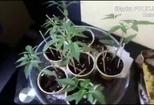 Kryminalni zabezpieczyli 9 sadzonek konopi we wczesnej fazie wzrostu. 25-letni mieszkaniec powiatu bielskiego trafił do policyjnego aresztu (fot.KMP Katowice)