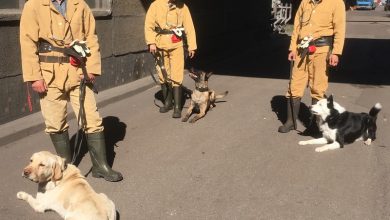 Akcja w kopalni Zofiówka. Ratownicy z psami szukają ostatniego górnika (fot.JSW SA)