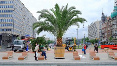 Na Rynku w Katowicach będzie znowu jak na Majorce. Leżaki są, woda jest - będą i palmy. Bo palmy wracają do Katowic! (fot.archiwum)