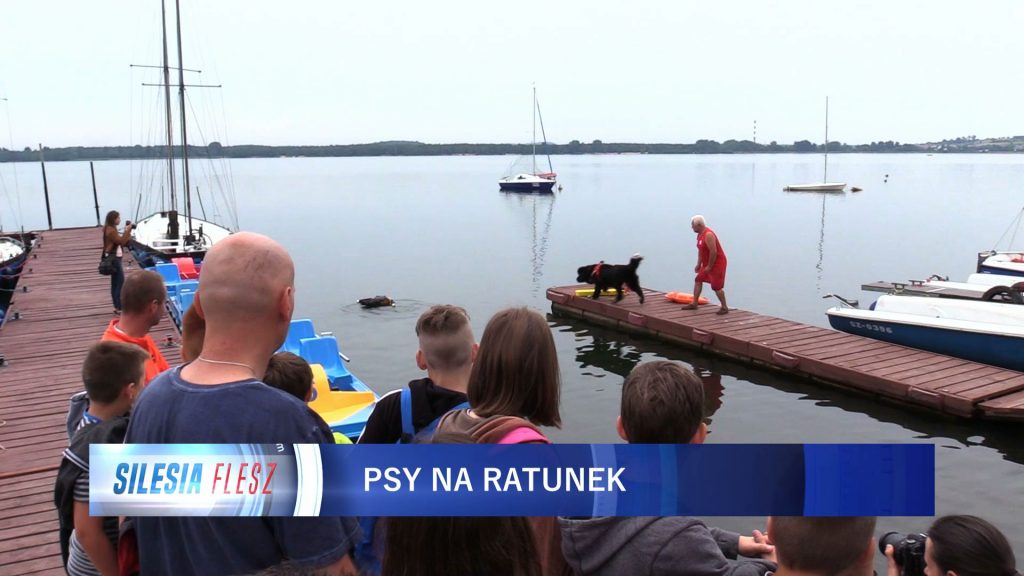 Śląskie: Psy z WOPR ratują tonących ludzi! Właśnie miały swoje ćwiczenia