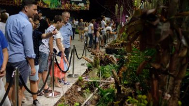 Katowice: Festiwal Roślin Owadożernych "Magiczna Dżungla" w Spodku [ZDJĘCIA] (fot.Paweł Jędrusik)