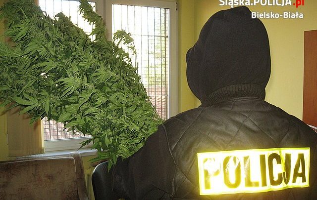 Śląskie: Uprawiał marihuanę przed jednym z bloków w Czechowicach-Dziedzicach. Zabezpieczono 250 krzewów (fot.Śląska Policja)