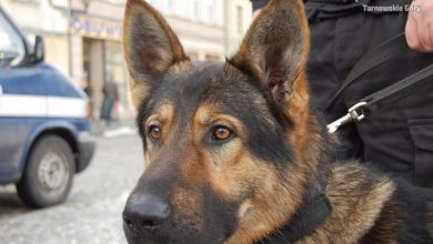 Tarnowskie Góry: Takiego przebiegu zorganizowanej prelekcji o narkotykach nikt się nie spodziewał (fot.Śląska Policja)