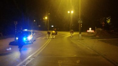 Zabrze: Nietypowe utrudnienia w centrum miasta [FOTO] (fot.Śląska Policja)