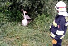 Rodzinę łabędzi wędrującą po obwodnicy w Żorach ratowali wspólnie strażacy i policjanci (fot.policja)