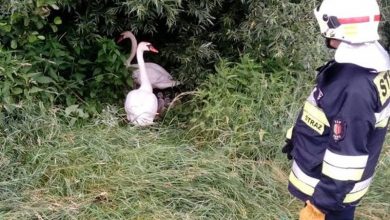 Rodzinę łabędzi wędrującą po obwodnicy w Żorach ratowali wspólnie strażacy i policjanci (fot.policja)