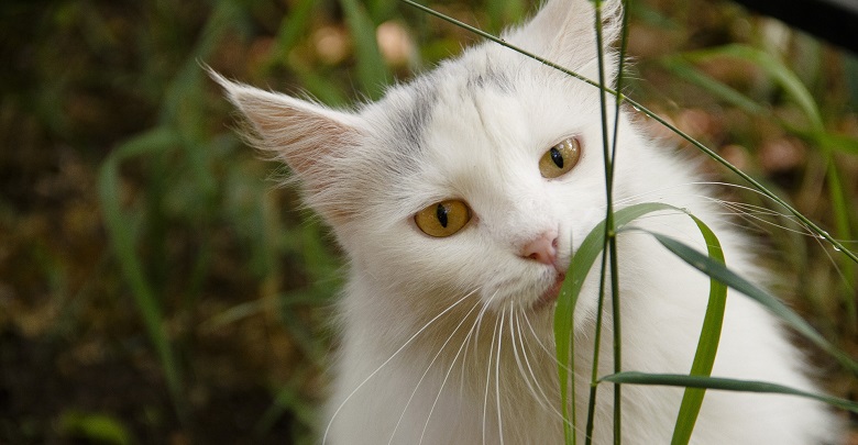 Rośliny trujące dla kotów (fot. pixabay.com)
