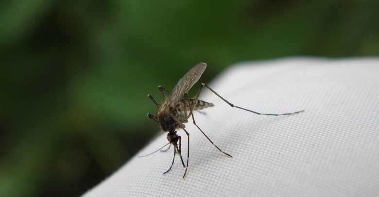Sposoby na komary (fot. pixabay.com)