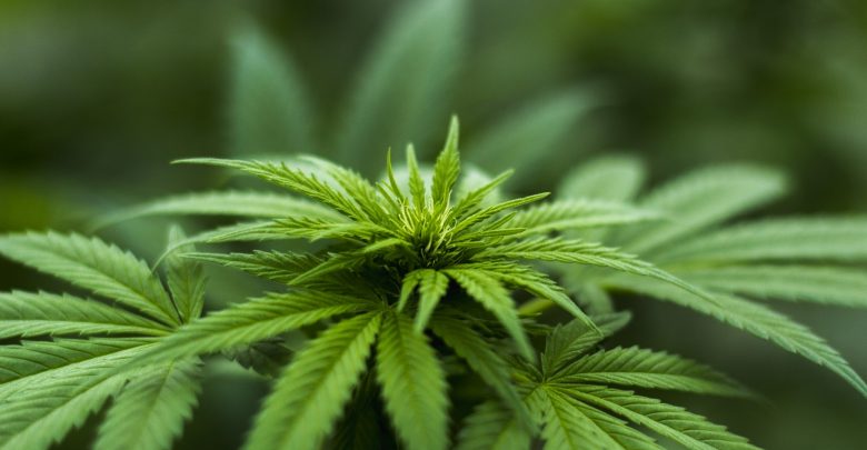 Rekreacyjne spożycie marihuany. Legalizacja w Kanadzie (fot.poglądowe/www.pixabay.com)