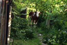 Pościg za młodą krową zakończony sukcesem! (fot. KWP Kraków)