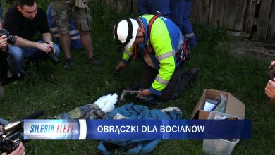 Śląskie: Akcja obrączkowania młodych bocianów [WIDEO] (fot.mat.TVS)