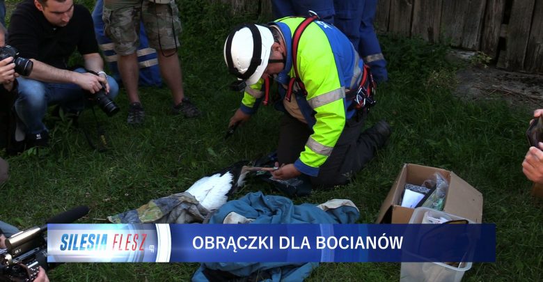 Śląskie: Akcja obrączkowania młodych bocianów [WIDEO] (fot.mat.TVS)