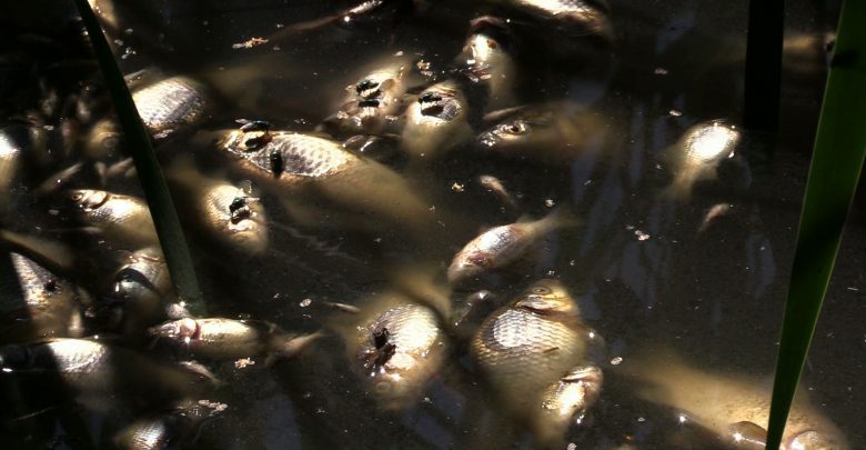 Złote algi w próbkach z Kanału Gliwickiego