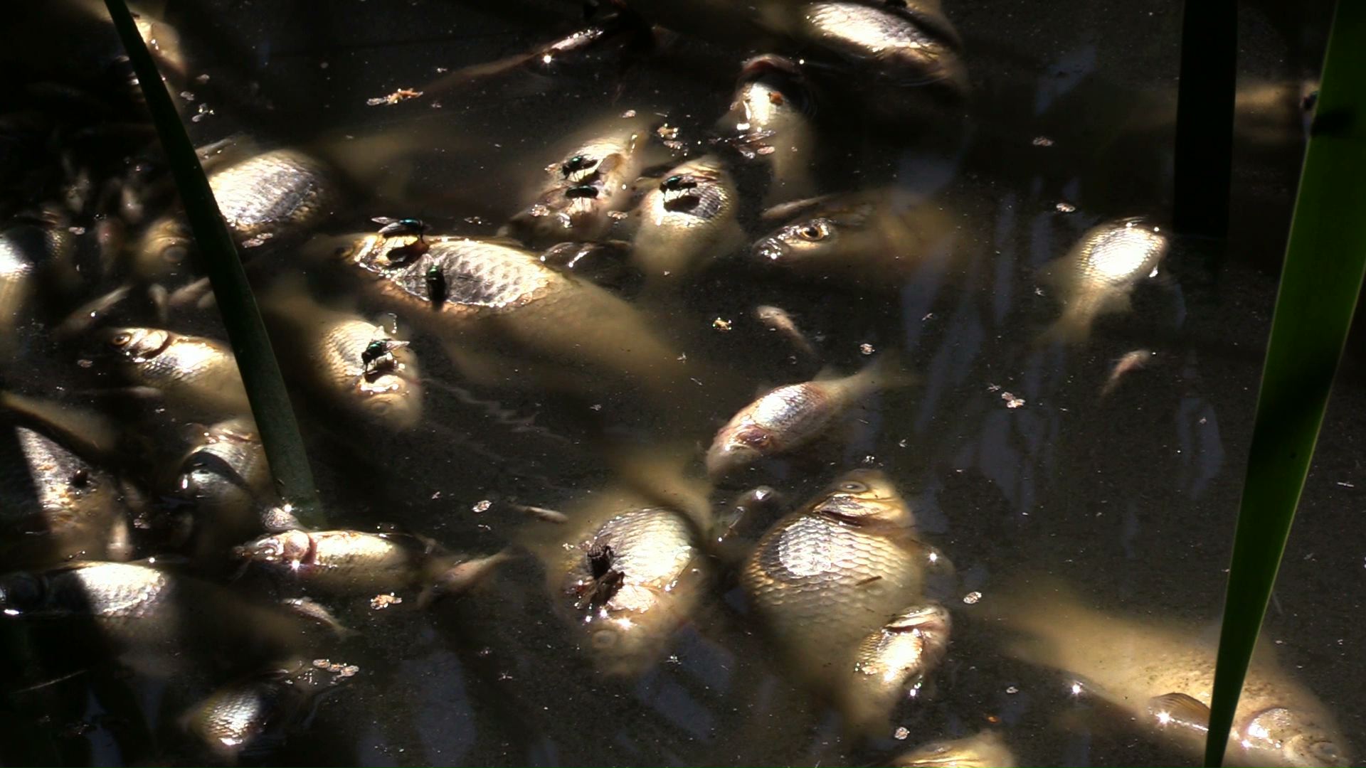 Złote algi w próbkach z Kanału Gliwickiego
