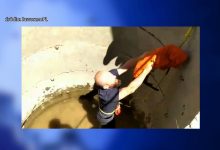 Śląskie: Zwierzęca seria, czyli zwierzaki w tarapatach. Służby ratowały sarnę i psa