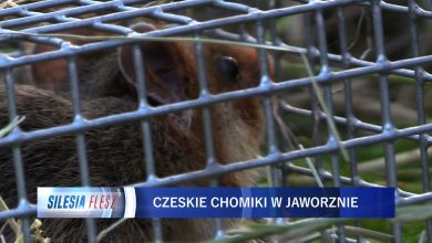 Chomiki europejskie z Czech zamieszkały w Jaworznie