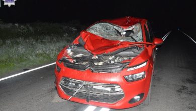 Zderzenie konia z citroenem. Zwierzę nie przeżyło (fot.Policja Lubelska)