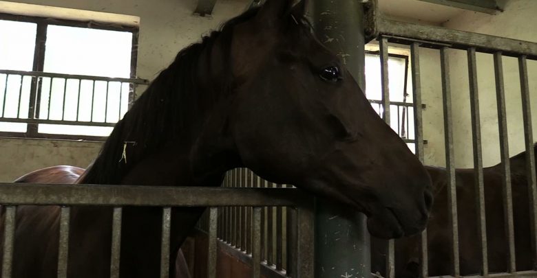 Policja z Chorzowa szuka funkcjonariusza, który kocha konie. Potrzebny od zaraz!