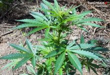 Śląscy policjanci znowu uderzyli w narko-biznes. Tym razem na czarny rynek nie trafo co najmniej 1700 porcji marihuany. Tyle bowiem znaleziono u zatrzymanego właśnie 28-latka (foto archiwum - poglądowe)