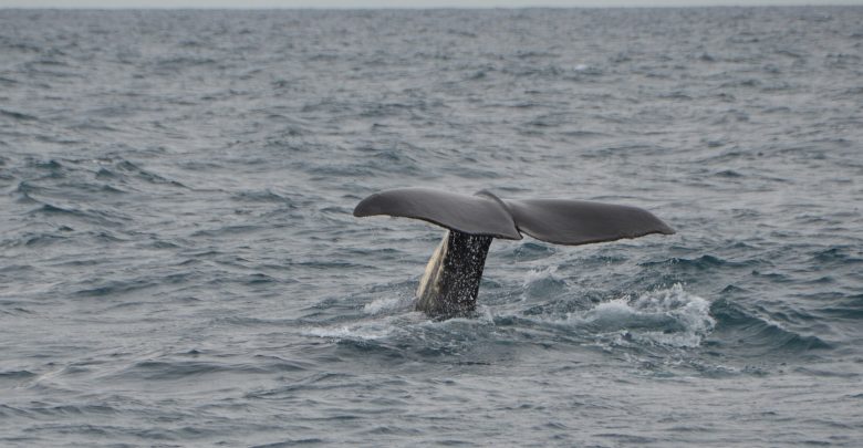 Martwy wieloryb nad Bałtykiem. To trzeci taki przypadek w ciągu ostatnich 40 lat (fot.poglądowe/www.pixabay.com)