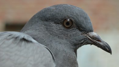 Rozdeptał gołębia na deptaku. Uważał, że nie zrobił nic złego, bo „inni ludzie jedzą gołębie i też je zabijają” (fot.poglądowe/www.pixabay.com)