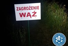 Zakończono poszukiwania pytona znad Wisły! (fot. Animal Rescue Poland)