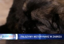 Zabrze: Fałszywy weterynarz w rękach policji. Nie wiadomo, czym szczepił zwierzęta [WIDEO] (fot.mat.TVS)