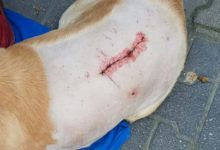 Znęcał się nad psem. Robił to ze szczególnym okrucieństwem. W ciele zwierzęcia znaleziono 15 pocisków (fot.Policja Lubelska)