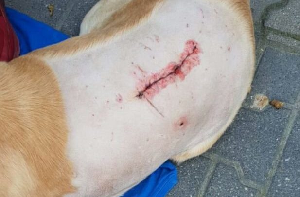 Znęcał się nad psem. Robił to ze szczególnym okrucieństwem. W ciele zwierzęcia znaleziono 15 pocisków (fot.Policja Lubelska)
