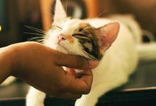 Adopcja kota (fot. unsplash)