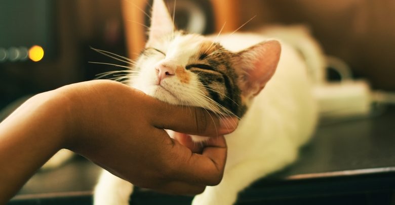 Adopcja kota (fot. unsplash)