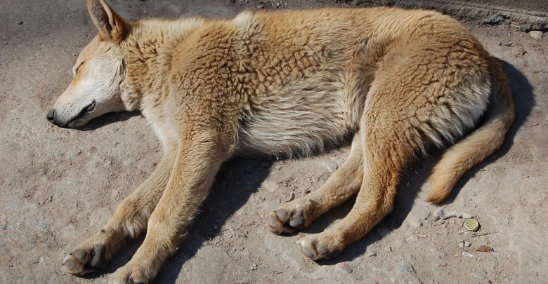 Katował psa kijem! Zwierzę miało rany na całym ciele. 47-latek odpowie przed sądem (fot. poglądowe pixabay)