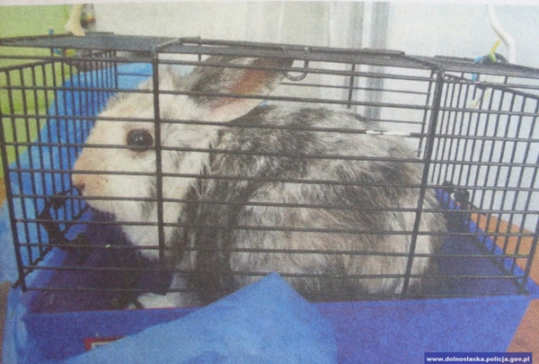 Wyrzuciła królika do kontenera na śmieci. 19-latce grozi do 3 lat więzienia (fot.Policja Dolnośląska)