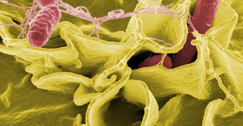 Zabrze: Salmonella w żłobku! Ponad 40 dzieci poniżej trzech lat zarażona bakterią (fot. poglądowe pixabay)