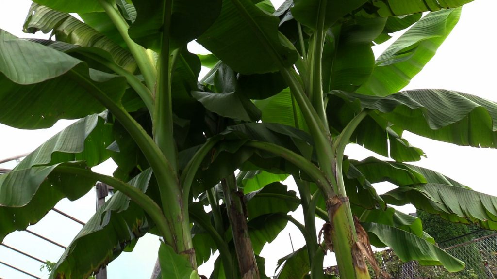 Choć to nie Afryka czy Azja, a Rodzinny Ogród Działkowy „Hutnik” w dzielnicy Szczakowa w Jaworznie, to rosną tu banany