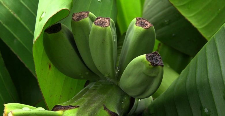 Choć to nie Afryka czy Azja, a Rodzinny Ogród Działkowy „Hutnik” w dzielnicy Szczakowa w Jaworznie, to rosną tu banany