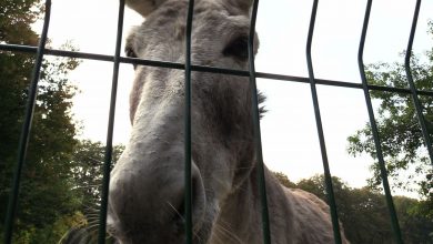 ZOO w Chorzowie dostanie prezent na 60 urodziny. Powstanie tu Polaricum