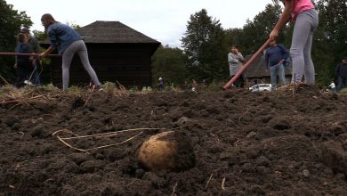 Niecodzienna impreza w Górnośląskim Parku Etnograficznym w Chorzowie. Dziś odbył się tam „Dzień Kartofla”.