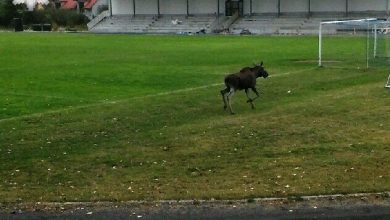 Nietypowa interwencja na stadionie miejskim [FOTO] (fot.Policja Lubelska)