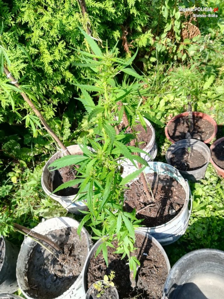 Marihuana spokojnie rosła sobie w ogródku. Policja zlikwidowała kolejną plantację (fot.policja)