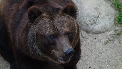 Tatry: Niedźwiedź wybiegł na drogę i zderzył się z autem. Zginął pasażer (fot. poglądowe pixabay)