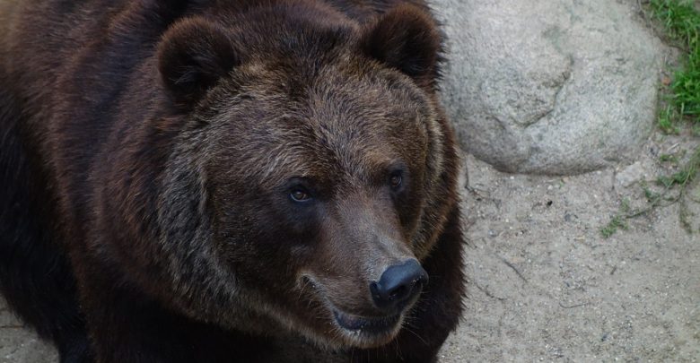 Tatry: Niedźwiedź wybiegł na drogę i zderzył się z autem. Zginął pasażer (fot. poglądowe pixabay)